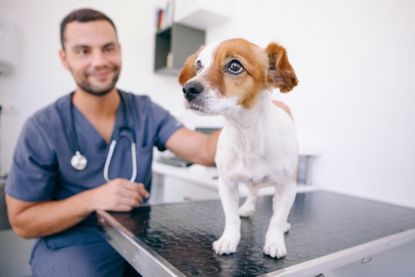 Pet insurance for puppies