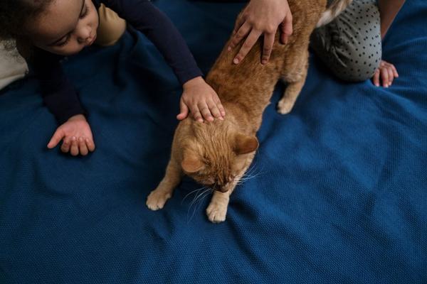 pet insurance for cats