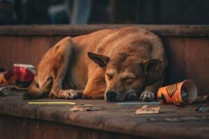 Pet Insurance and Pre-Existing Conditions: What You Need to Know
